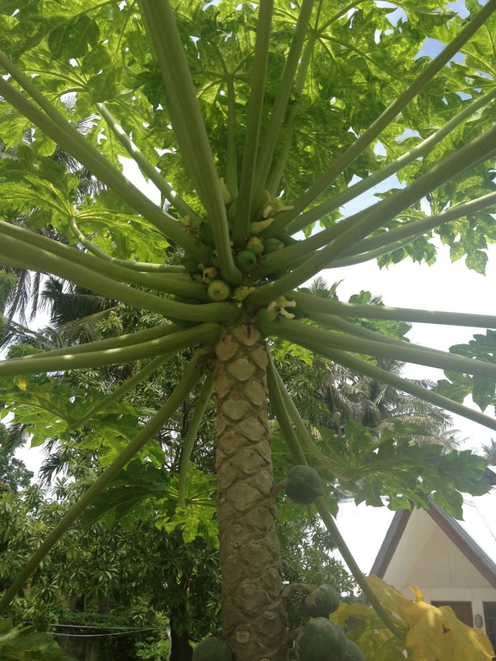 ������� ppok (39).jpg